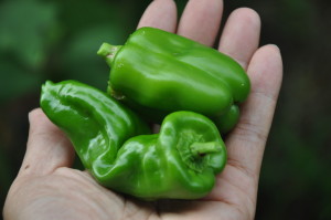 収穫したピーマン