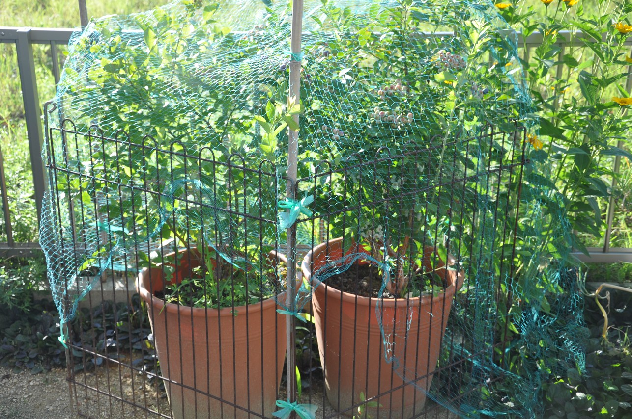 ブルーベリー 家庭菜園の日記